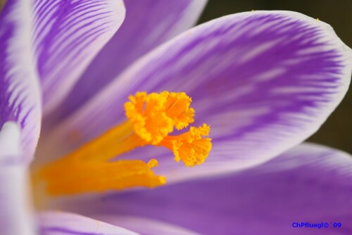 

Aufnameort: Botanischer Garten, Graz
Kamera: EOS 30D, Objektiv: Makro 90mm 1:2,8