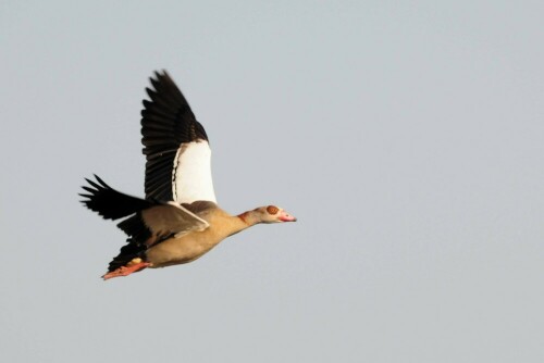 nilgans-im-flug-2890.jpeg