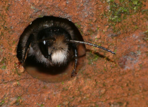 Im Frühjahr fliegen die Mauerbienen (Osmia rufa) und nutzen alle geeigneten Löcher im Mauerwerk oder in Ziegeln wie hier, um Eier abzulegen.

Aufnameort: Bayreuth, mein Hausgarten
Kamera: Panasonic Lumix FZ 50