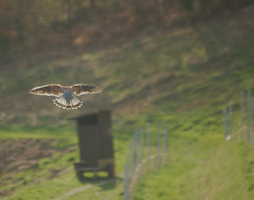 turmfalke-in-der-abendsonne-2972.jpeg