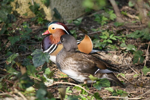 

Aufnameort: Tierpark München
Kamera: Canon EOS 1000D