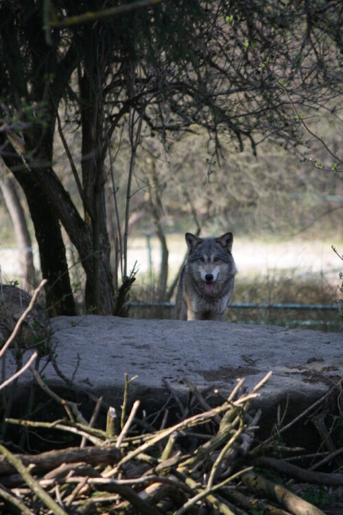 

Aufnameort: Tierpark München
Kamera: Canon EOS 1000D