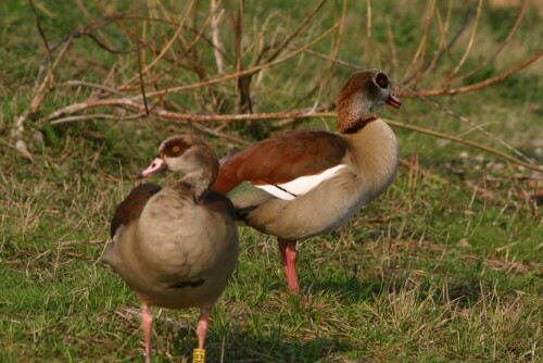 Nilgänse

Aufnameort: ZOOM GE
