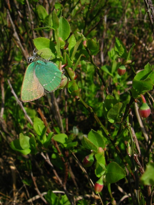 Grüner Zipfelfalter (Callophrys rubi)

Aufnameort: Walsrode
