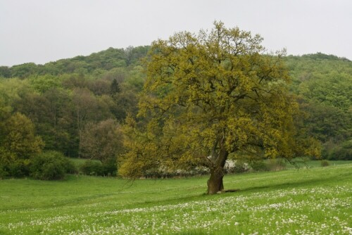 Landschaftsfotografie mit Ludwig Karner
Habichtswald-Nordhessen bei Burghasungen

Aufnameort: Habichtswald-Burghasungen
Kamera: Canon EOS 20D