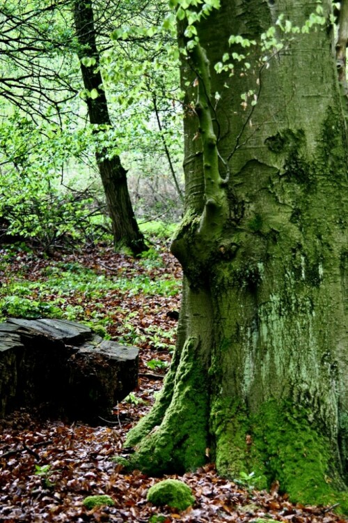 Landschaftsfotografie mit Ludwig Karner
Habichtswald-Nordhessen bei Burghasungen

Aufnameort: Habichtswald/Burghasungen
Kamera: Canon EOS 20D