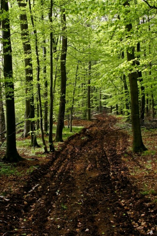 Landschaftsfotografie mit Ludwig Karner
Habichtswald-Nordhessen bei Burghasungen

Aufnameort: Habichtswald-Burghasungen
Kamera: Canon EOS 20D