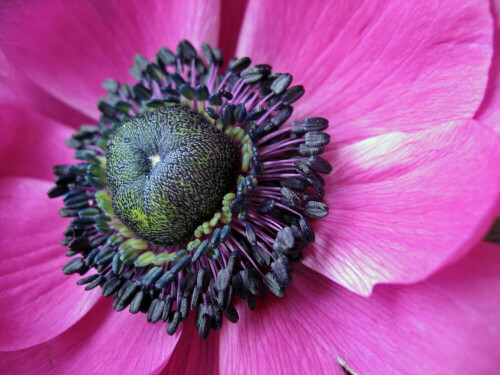 Pinke Anemone in Makro fotografiert

Aufnameort: Oberbayern
Kamera: Canon Ixus 800