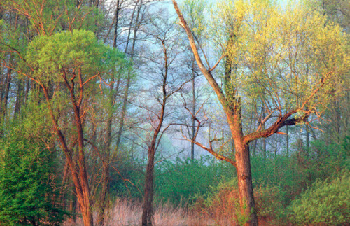 Erstes Sonnenlicht im Naturpark Raab in Burgenland.

Aufnameort: Europa, Austria, Burgenland, Naturpark Raab
Kamera: Nikon F100, AFs 4/300, Fuji Velvia 50