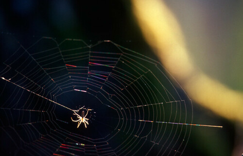 

Aufnameort: Europa, Austria, Burgenland, Naturpark Raab
Kamera: Nikon F100, AFs 4/300, Fuji Velvia 50