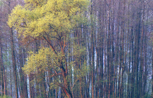 Waldstueck im Morgenlicht im Naturpark Raab

Aufnameort: Europa, Austria, Burgenland, Naturpark Raab
Kamera: Nikon F100, AFs 4/300, Fuji Velvia 50