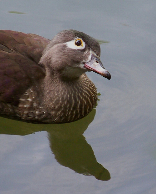 In einem Teich bei Gernsbach entdeckte ich endlich auch mal eine weibliche Brautente.

Aufnameort: Gernsbach Murgtal BW
Kamera: Nikon D50