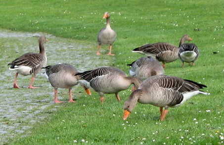 In den Rheinauen  bei Bonn spielen Kinder, grillen Väter, joggen Sportler und weiden Graugänse.  Wenn alle zusammen auf einem Bild sind, sind die Graugände leider zu klein.

Aufnameort: Bonn, Rheinauen, 25.04.2009
Kamera: Canon Power Shot A620 1/125; 4,1; 29,2mm