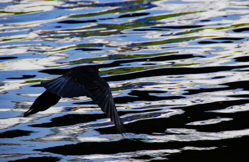 Eine Rabenkrähe fliegt über das Wasser der Murg. Die Murgspiegelungen des Ufers zeigen sich hier besonders markant.
Übrigens das erste Foto mit meiner neuen Kamera

Aufnameort: Gaggenau
Kamera: Nikon D60