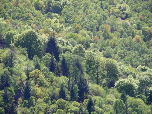 Frühlingswald im Tessin (Intragna / Centovalli)

Aufnameort: Tessin (Intragna / Centovalli)
