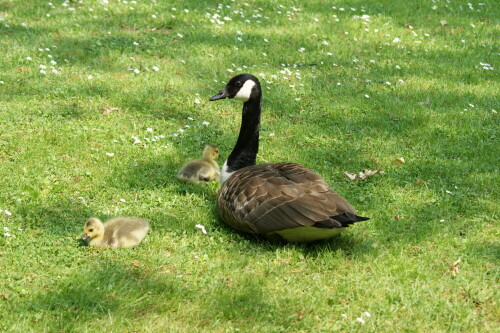 

Aufnameort: Schwetzingen im Schlossgarten
Kamera: SONY Alpha 350