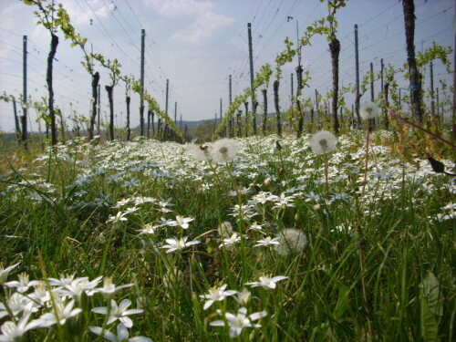 Milchstern in den Reben am Kaiserstuhl

Aufnameort: Vogtsburg
Kamera: Jenoptik 8.0