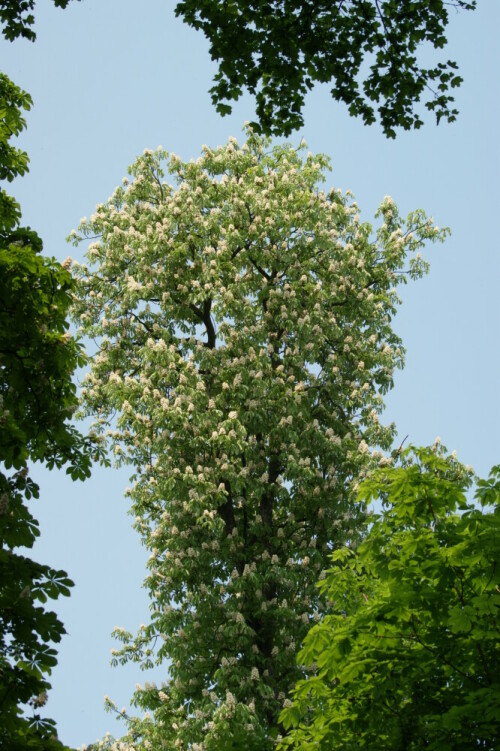 

Aufnameort: Schwetzingen im Schlossgarten
Kamera: SONY Alpha 350