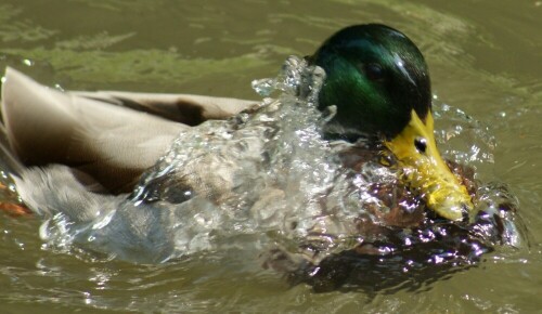 stockente-beim-baden-2994.jpeg