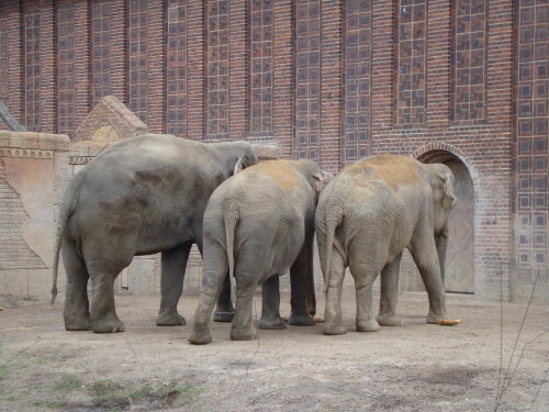 

Aufnameort: Leipziger Zoo
Kamera: Sony