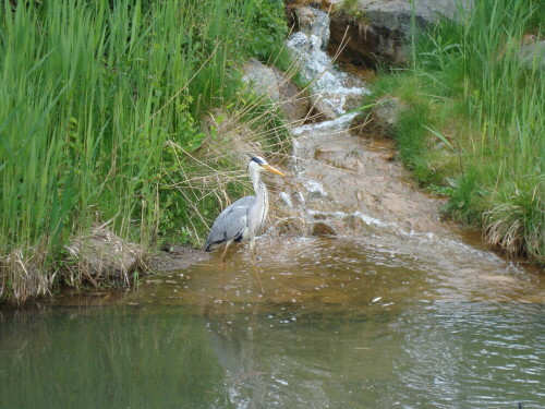 

Aufnameort: Leipziger Zoo
Kamera: Sony