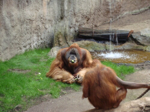 

Aufnameort: Leipziger Zoo
