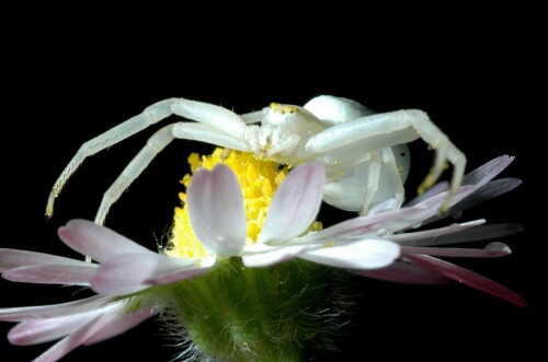 Misumena vatia zeigt sich meist in zwei Farbvarianten, einer gelben oder - wie hier - in einer weißen, wobei sie dann jeweils den entsprechenden Blütenuntergrund wählt.

Aufnameort: Eigener Garten in Weidenbach (Mittelfranken)
Kamera: Nikon D300