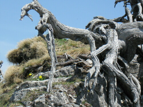 Bei einer Bergtour begenete mir dieses ungeheuerliche Ungeheuer.

Aufnameort: Sorgschrofen, Unterjoch
Kamera: Canon Powershot A590 is