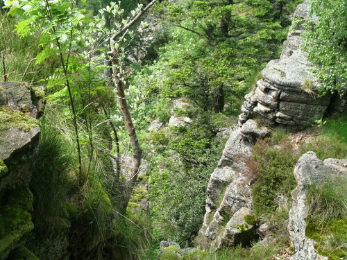 Steile Klippen im Schwarzwals, bis zu 80 m aufragend, Brutplatz für Wanderfalken, Uhus und Kolkraben, Wohnort von Mauereidechse, Ringelnatter, Blindschleiche, Rosenkäfer u.v.a.

Aufnameort: Battert, 10.05.2009
Kamera: Canon Power Shot A620 1/160; 4,0; 12,6mm