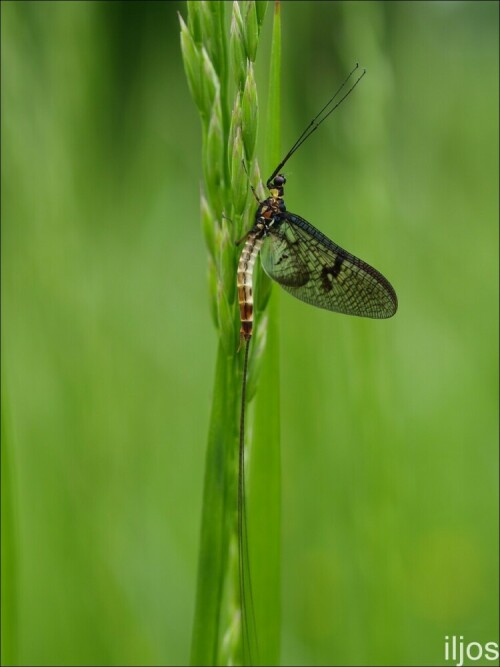 Eintagsfliege

Aufnameort: Rubenheim
Kamera: Olympus E520