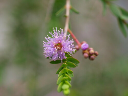 australischer-teebaum-3309.jpeg