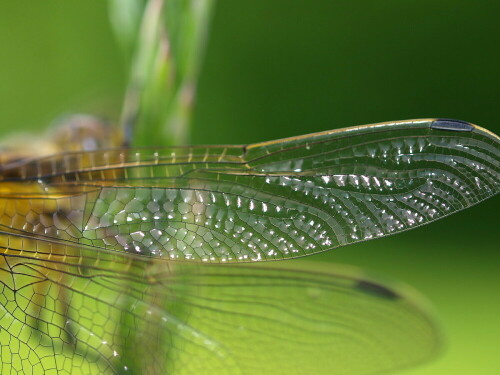 Flügel einer Libelle

Aufnameort: Rubenheim
Kamera: Olympus E-520