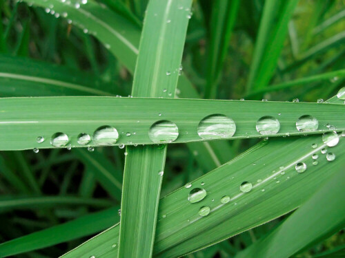 Regen-Tropfen auf gekreuzten Schilf-Blättern.

Aufnameort: Oberbayern
Kamera: Canon Ixus 800