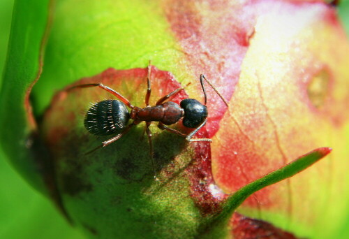 Das Stoppelfeld am Hintern der Ameise hat schon was!

Aufnameort: Regen
Kamera: Canon EOS 400D