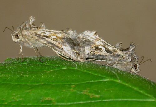 Saßen an meiner Außenbeleuchtung. Um das bizarre Profil der Falter festhalten zu können, wurden die zwei vorsichtig auf ein Blatt überführt.

Aufnameort: Alpen-Veen am 27.05.2009
