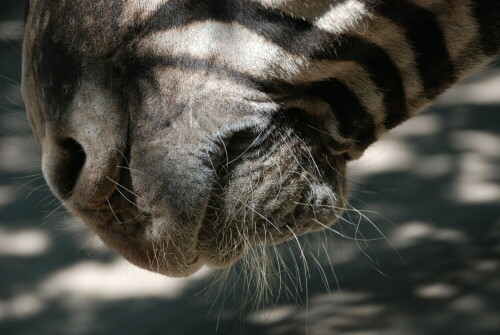 

Aufnameort: Zoo, Krefeld
Kamera: Nikon D80