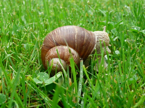 weinbergschnecke-3559.jpeg