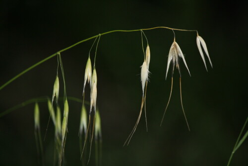 

Aufnameort: Italien,Ligurien
Kamera: Canon EOS 1000D