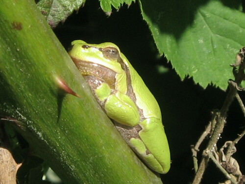 Laubfrosch beim Sonnen im Brombeerbusch

Aufnameort: Garten auf dem Land
Kamera: Canon digital Ixus 750