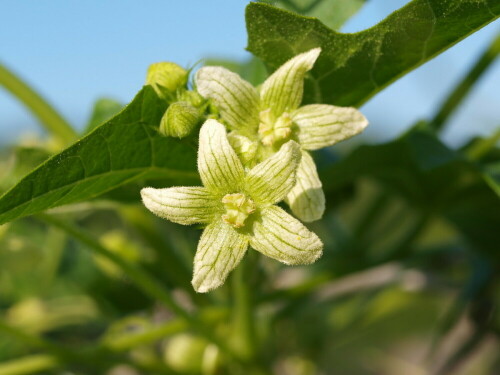 Blüte der giftigen Zaunrübe (Bryonia alba), am Zaun des Friedhofs entdeckt

Aufnameort: Rubenheim
Kamera: Olympus E-520