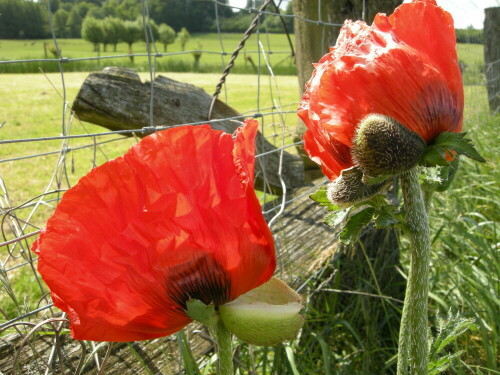 klatschmohn-am-gehege-6311.jpeg