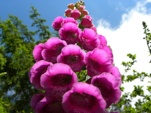 Digitalis auf Brachfläche

Aufnameort: Leidendorf 91746 Weidenbach
Kamera: Nikon Coolpix P 90