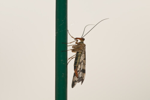 Diese Skorpionsfliege setzte sich so an einen Gartenzaun, dass ich sie gegen den bedeckten Himmel aufnehmen konnte.

Aufnameort: Fra, Gard(30),Anduze
Kamera: Nikon D300, Sigma APO_Macro 180/3.5D, Blitz