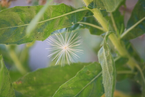 

Aufnameort: Italien, Ligurien
Kamera: Canon EOS 1000D