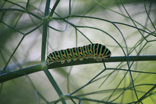 

Aufnameort: Italien, Ligurien
Kamera: Canon EOS 1000 D