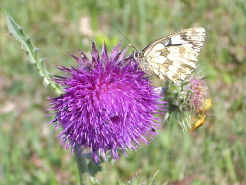 schachbrettfalter-auf-mariendistel-3478.jpeg