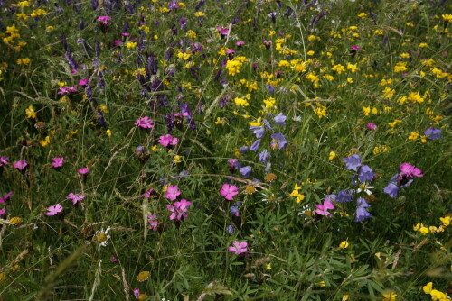 Sommer

Aufnameort: Bjumberger Mühle
Kamera: Canon EOS 5D