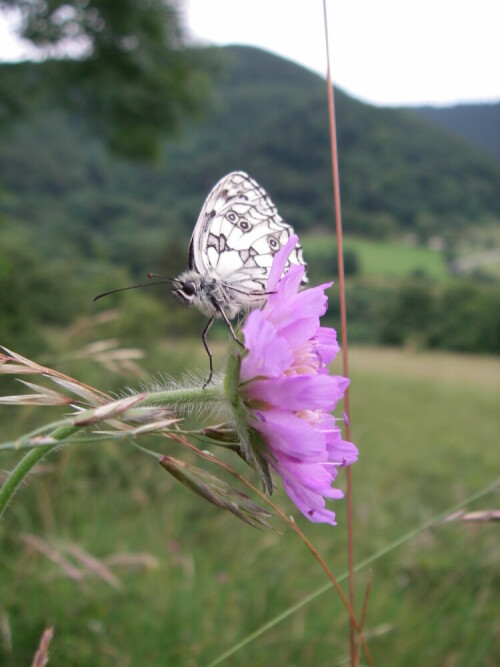 schachbrett-wiesen-witwenblume-3604.jpeg