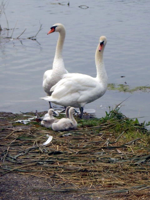 hockerschwan-mit-drei-jungen-3501.jpeg