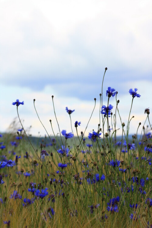 Kornblumen

Aufnameort: Deutschland
Kamera: Canon EOS 60D